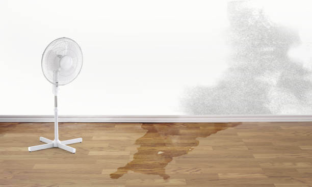 Best Professional water damage repair  in Frankfort, KY