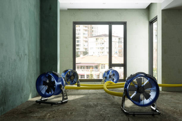 Best Mold removal after water damage  in Frankfort, KY